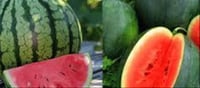 🍉 Plain or Striped Watermelon? How to Pick the Sweetest One
